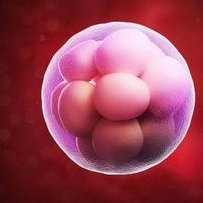 去泰国婴儿试管流程，总过程是什么？