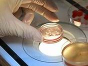 2026澳门未婚试管条件会放开吗？单身生育最新动态+备孕建议